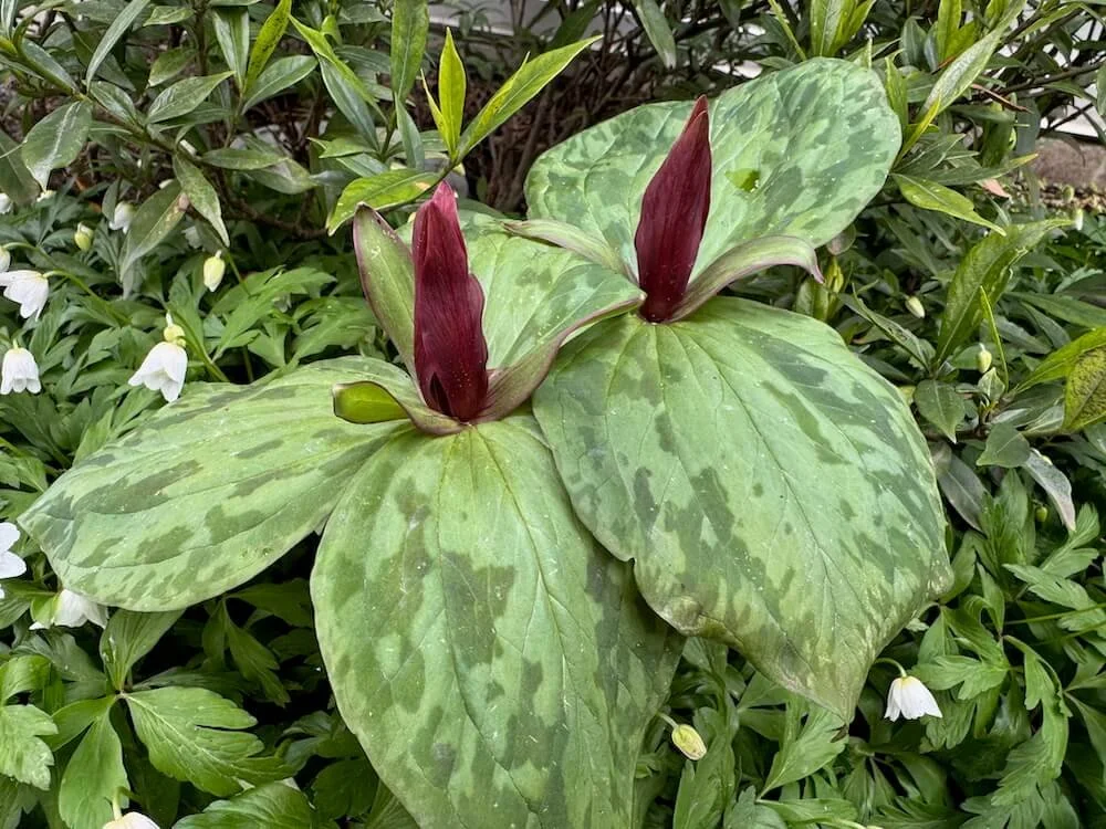Trillium cuneatum | Sweet Betsy Trillium