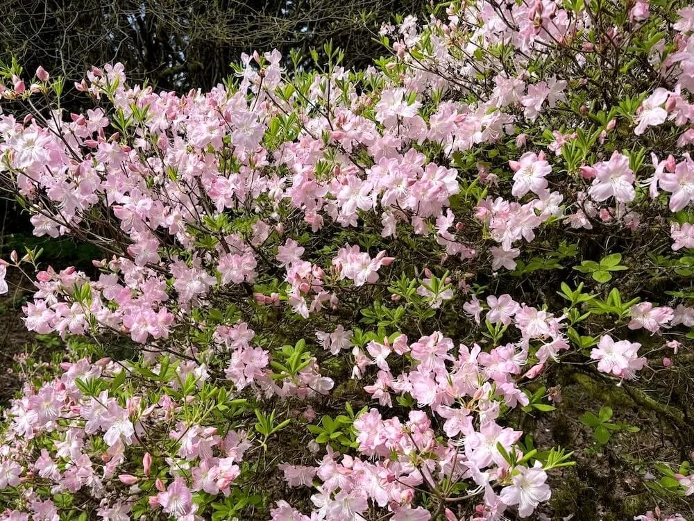 Rhododendron schlippenbachii 03.jpeg