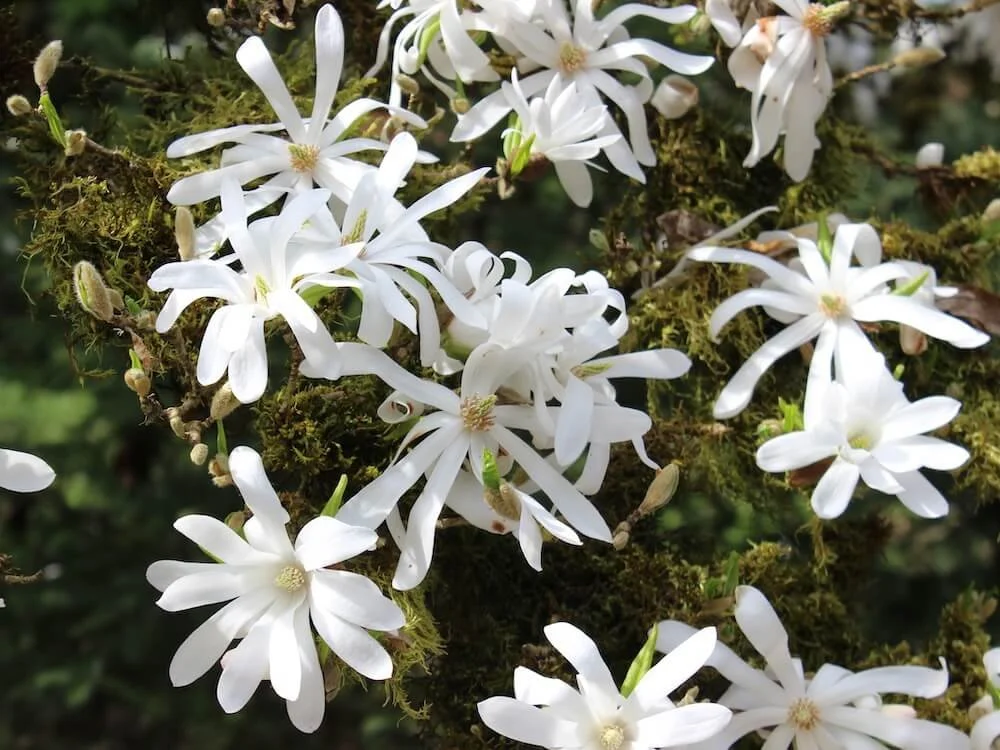 Magnolia stellata 01.JPG
