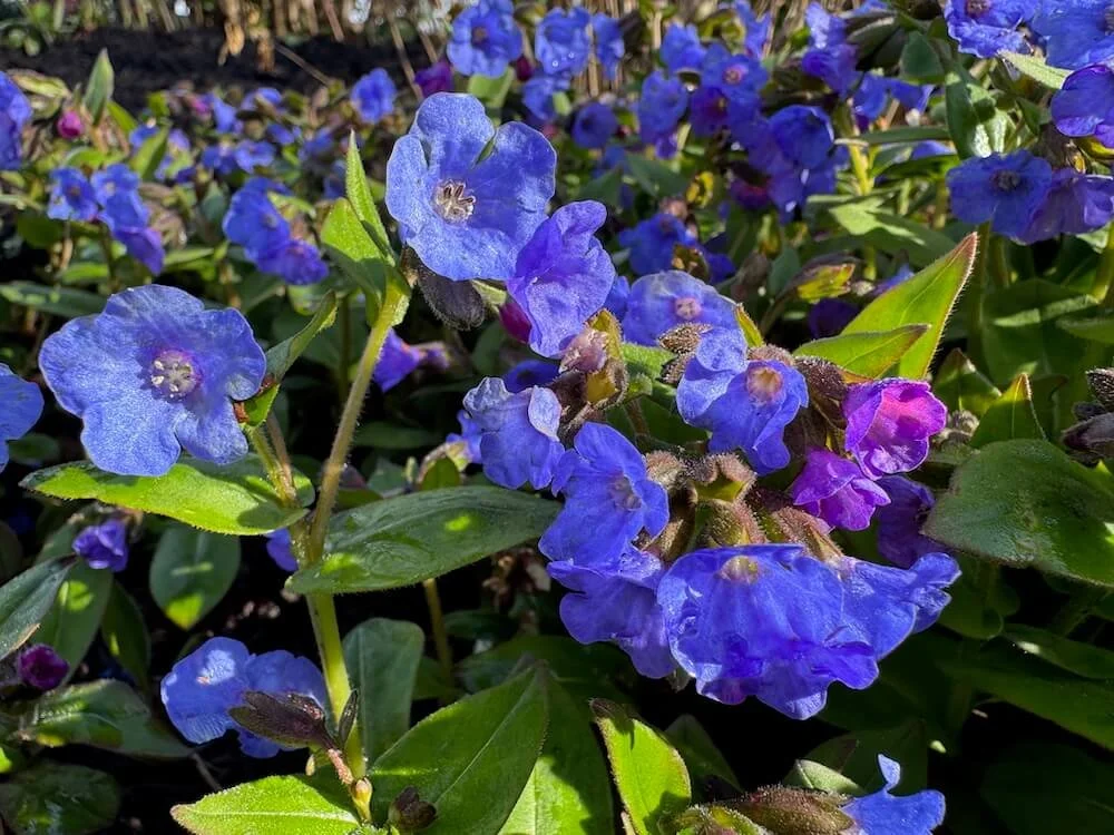 Pulmonaria angustifolia 'Azurea' | Azurea Lungwort