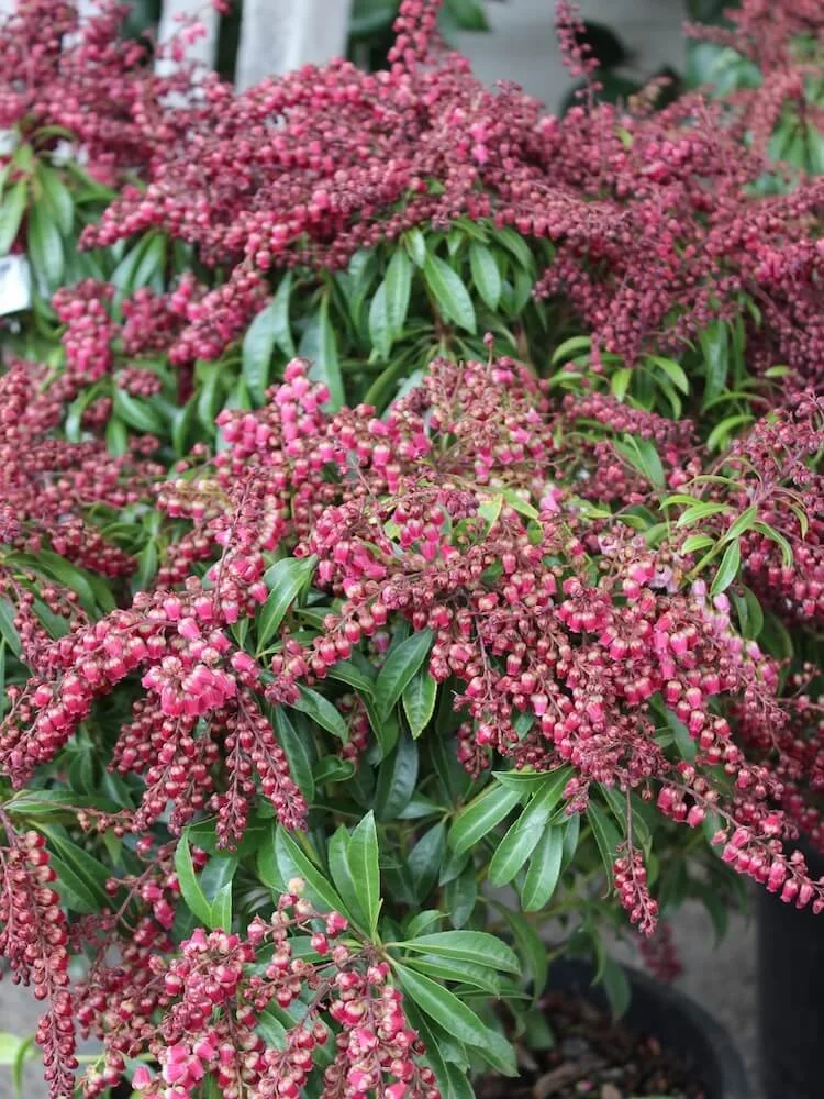 Pieris japonica 'Shy' (Impish Elf Pieris) — Northwest Blooms