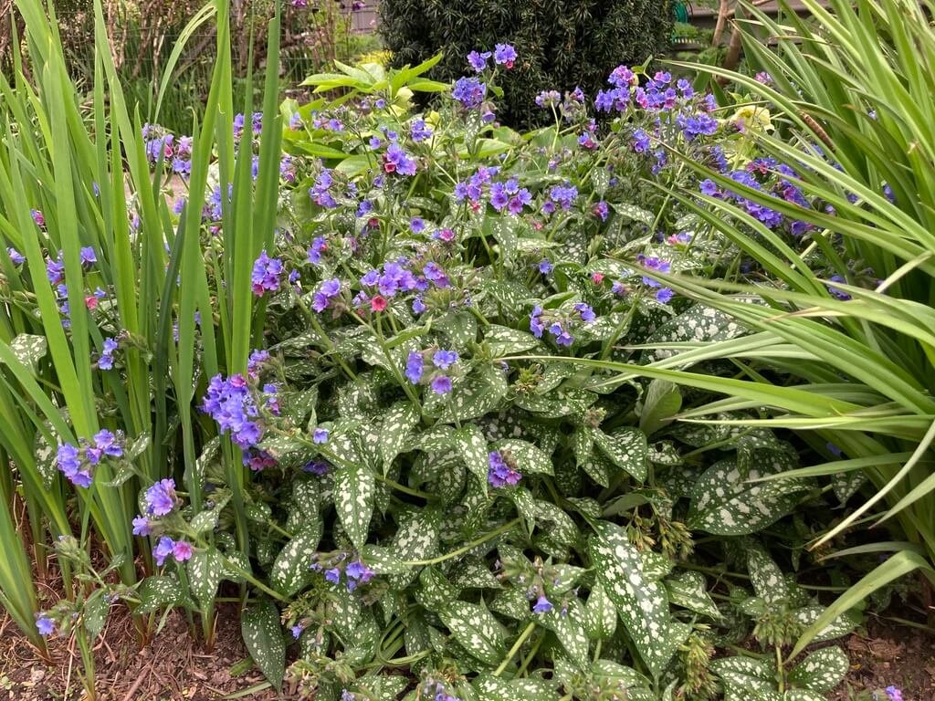 Pulmonaria 'Trevi Fountain' 03.jpeg