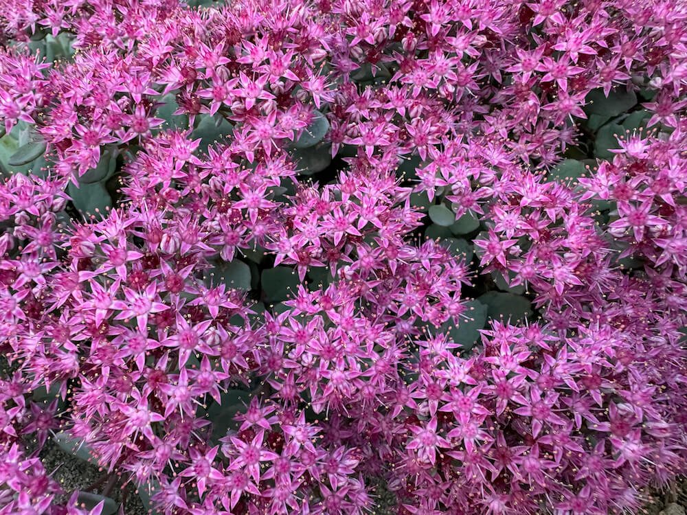Sedum cauticola 'Lidakense' 06.jpeg