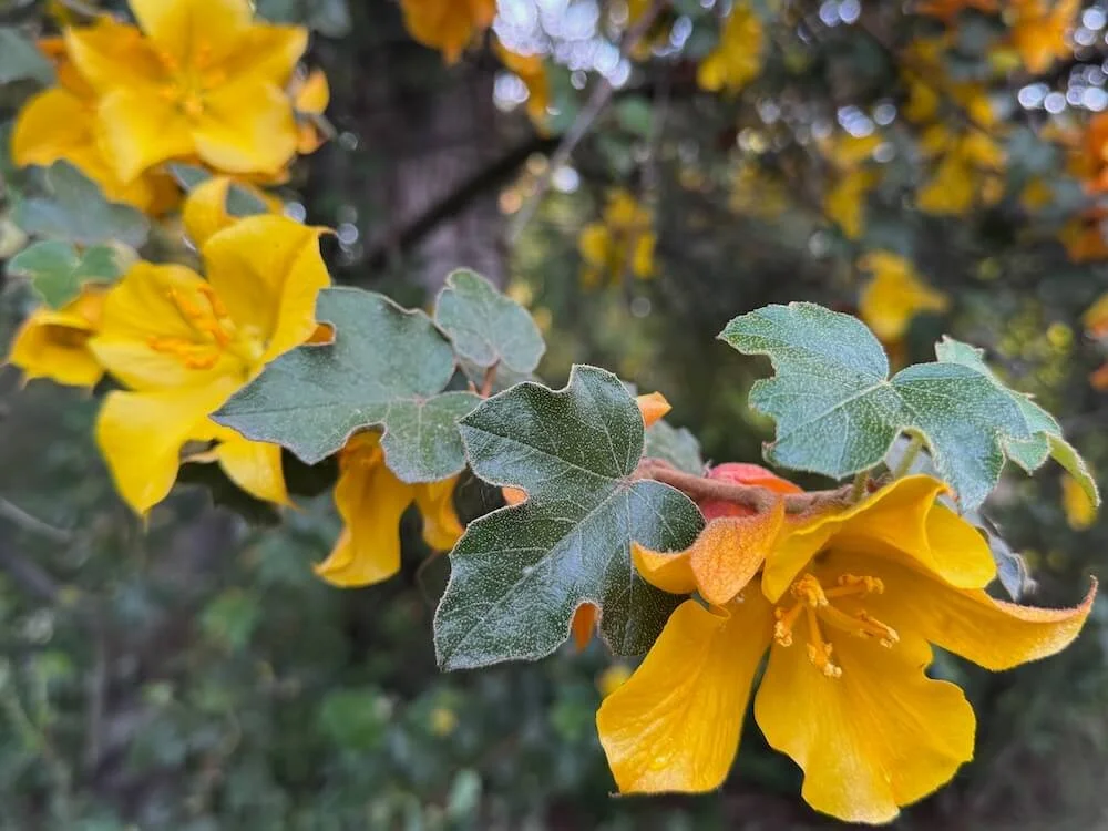 Fremontodendron californicum 'Pacific Sunset' 02.jpeg