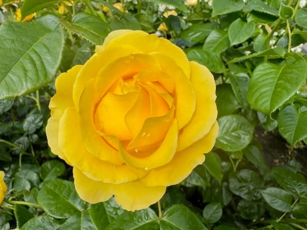 Rosa 'Monkey Business' 03.jpeg