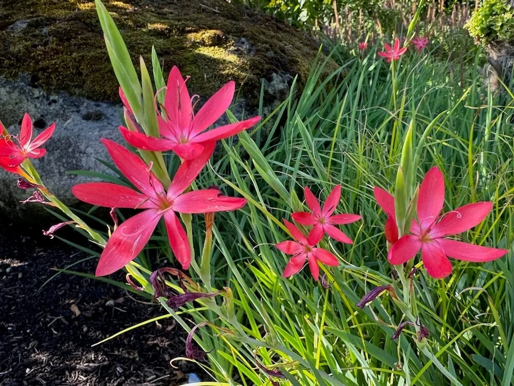 Schizostylis coccinea 'Oregon Sunset' | Oregon Sunset Crimson Flag