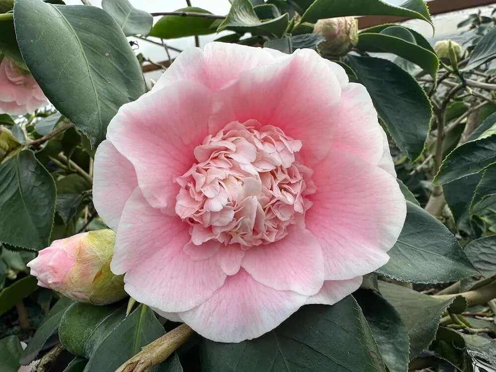 Camellia japonica 'Elegans Splendor' 01.jpeg