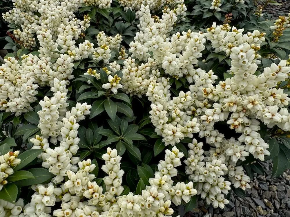 Pieris japonica 'Tiki' 01.jpeg