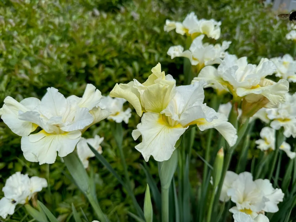 Iris sibirica 'Joyce Cole' 02.jpeg