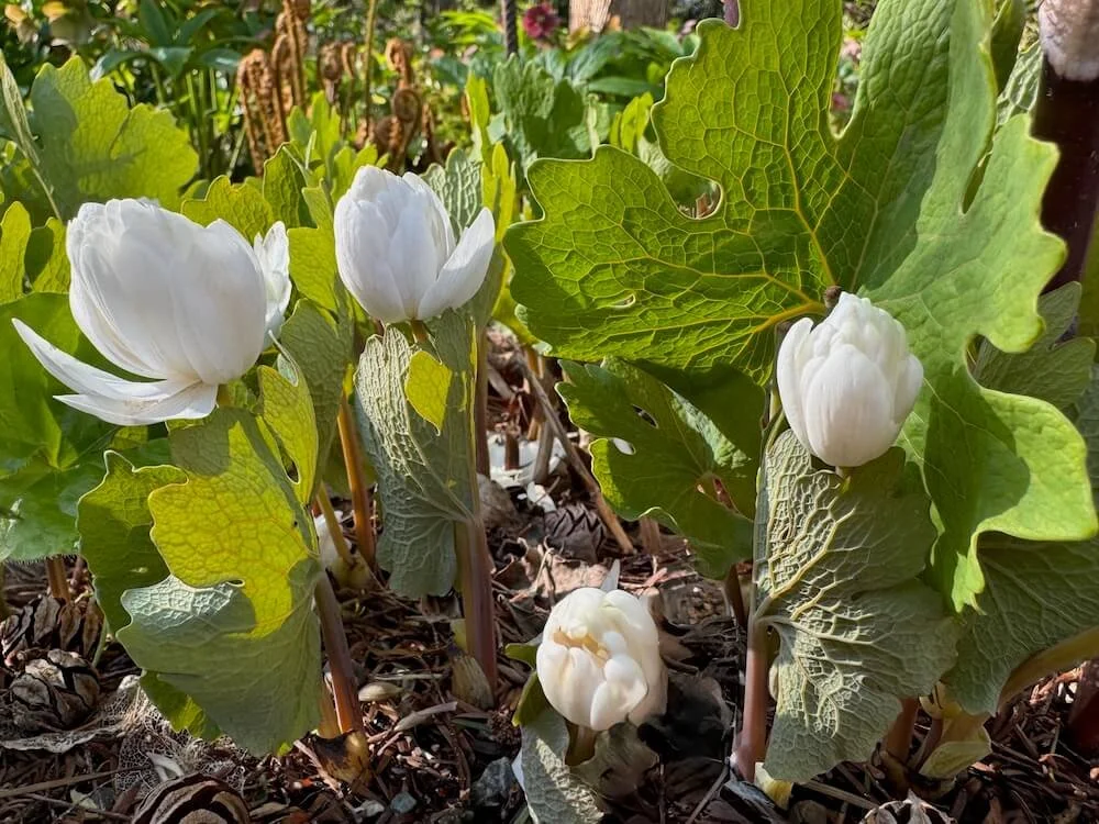 Sanguinaria canadensis 'Multiplex' 03.jpeg