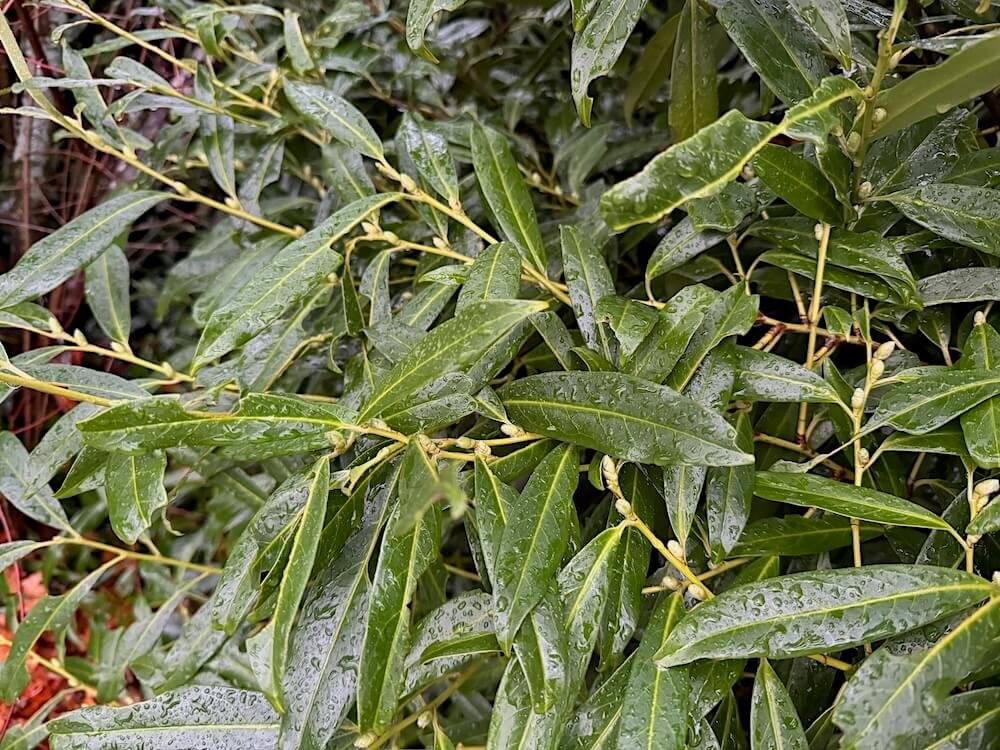Prunus laurocerasus 'Zabeliana' 01.jpeg