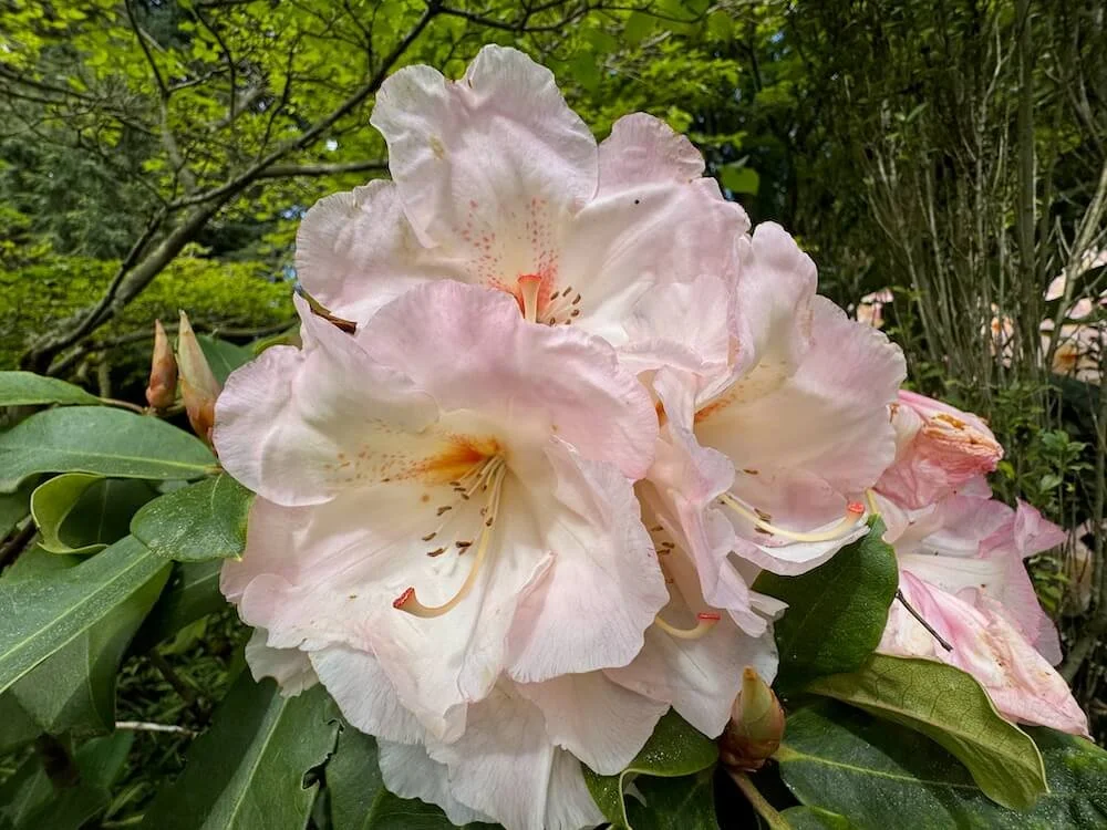 Rhododendron 'Nelda Peach' 01.jpeg