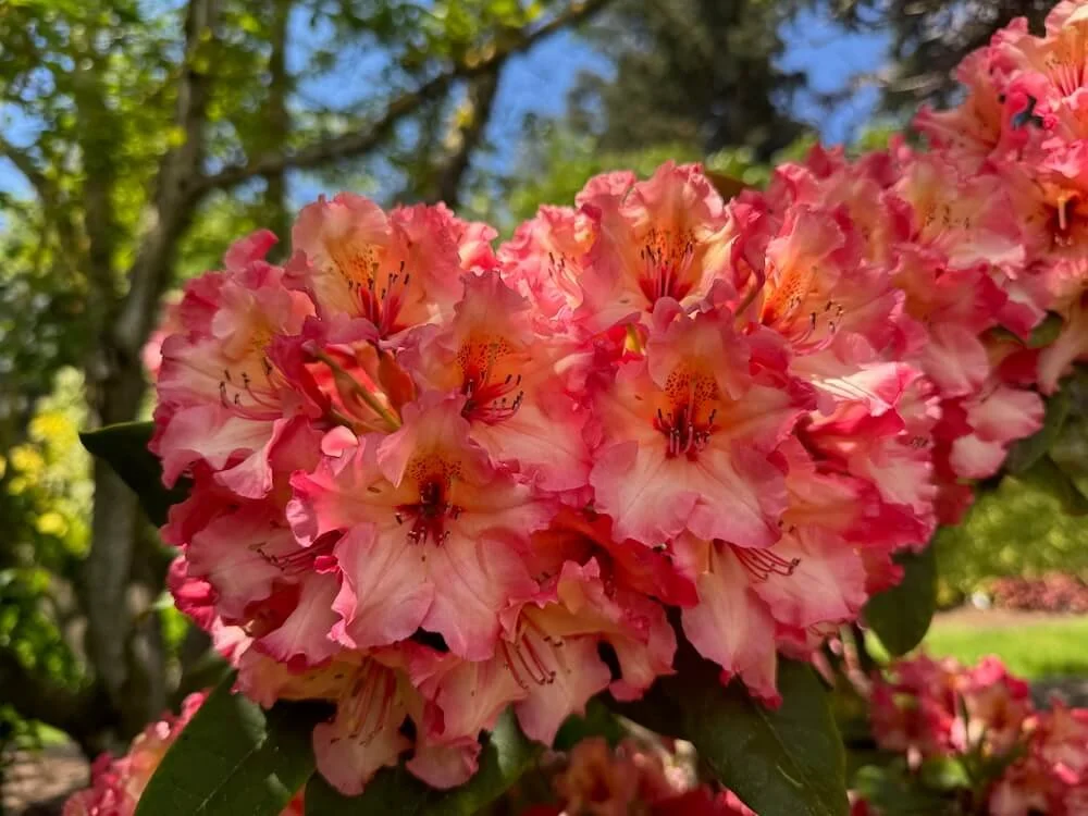 Rhododendron 'Fire Rim' 01.jpeg