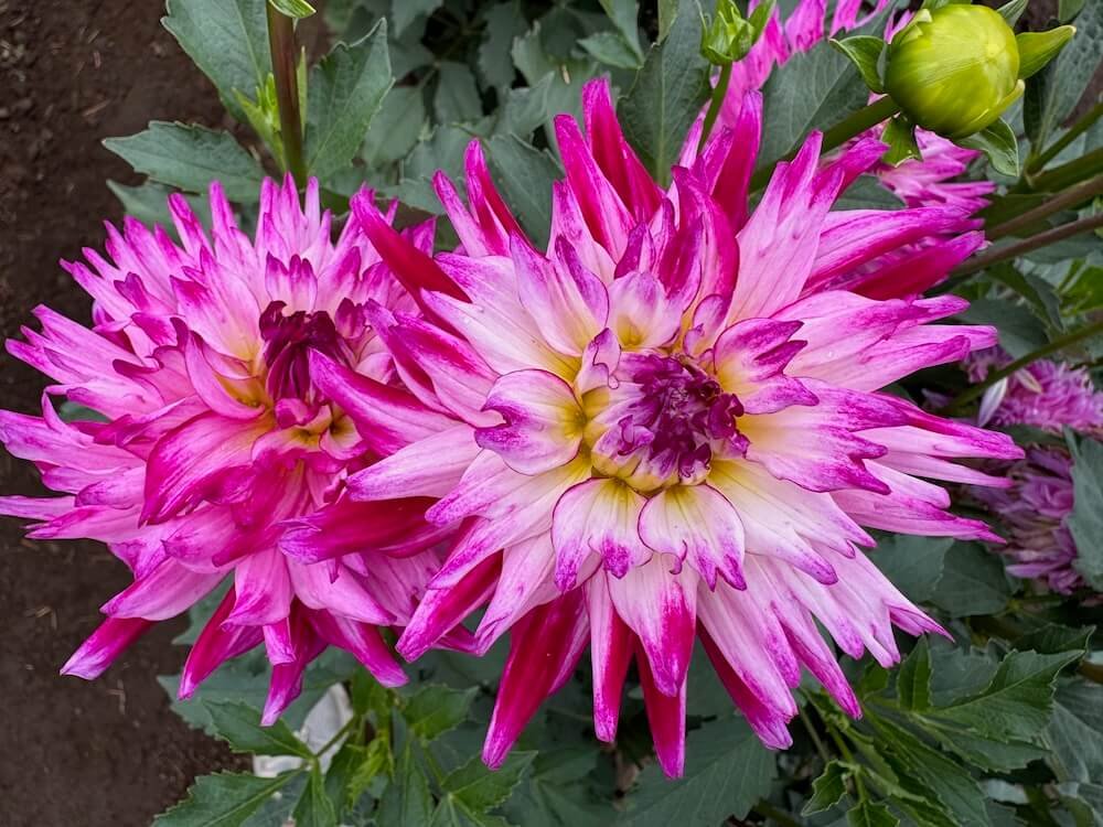 Dahlia 'Enchantress' 03.jpeg