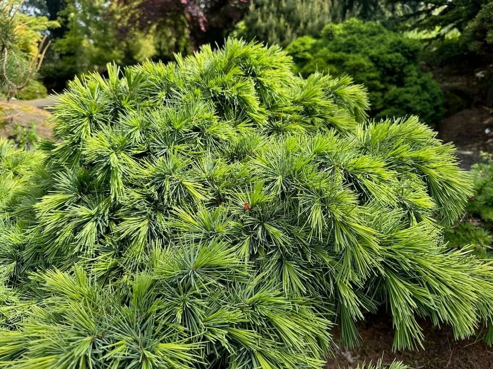 Cedrus libani 'Hedgehog' 01.jpeg