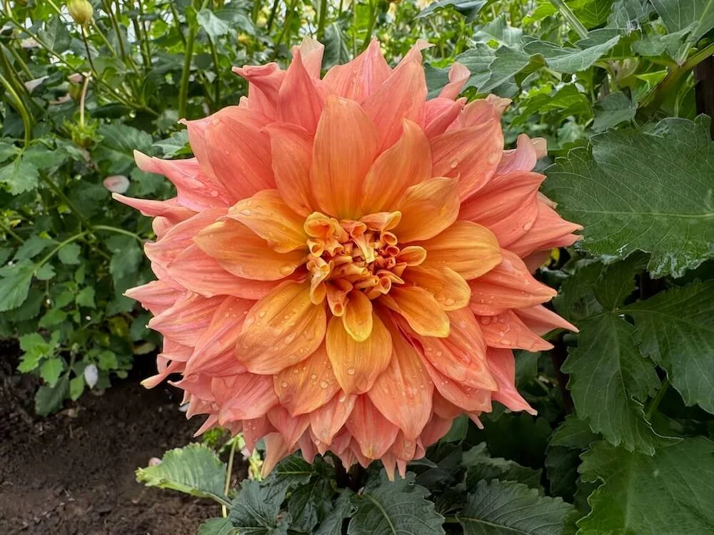 Dahlia 'Mango Madness' 08.jpeg