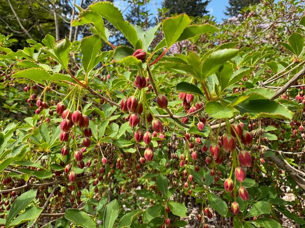 Enkianthus cernuus var. rubens 02.jpeg