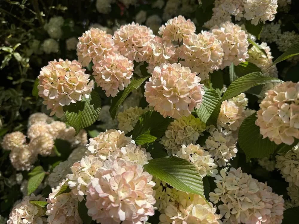 Viburnum plicatum f. plicatum 'Mary Milton' 09.jpeg