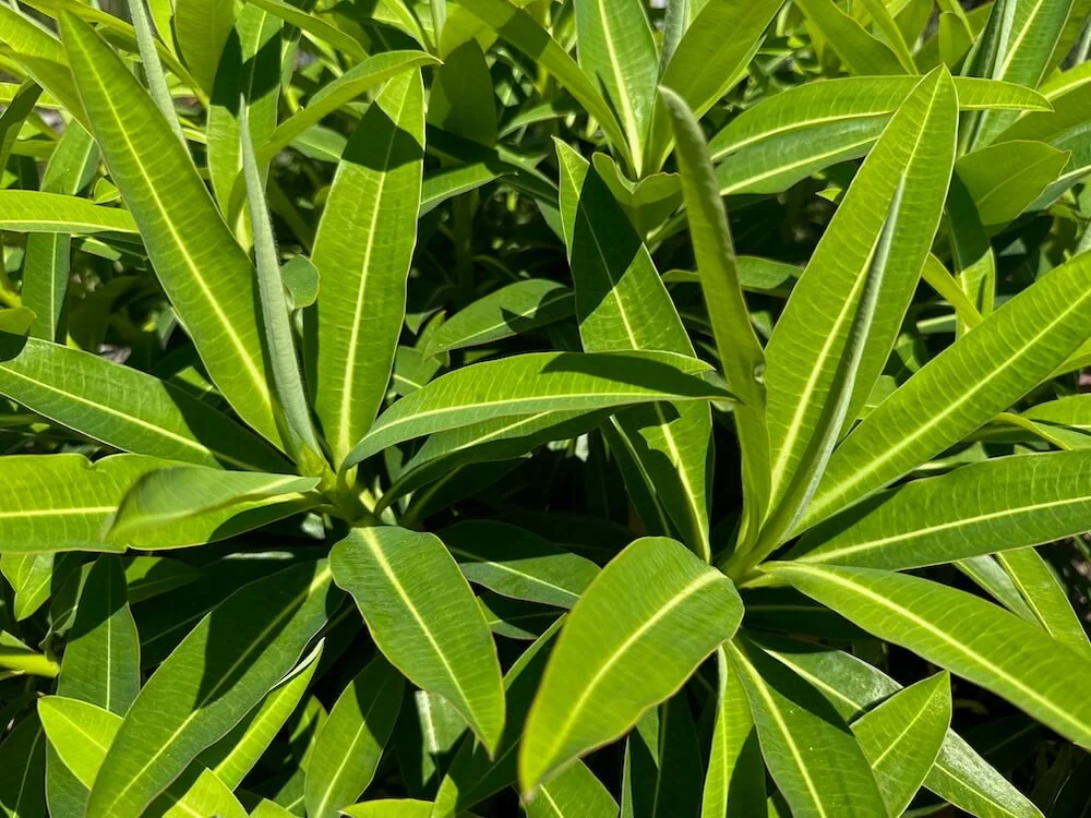 Euphorbia stygiana 01.jpeg