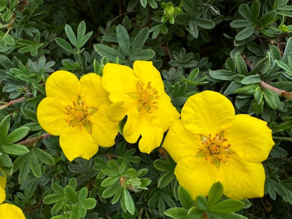 Potentilla fruticosa 'Goldfinger' 01.jpeg