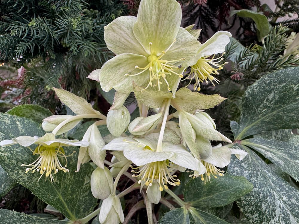 Helleborus 'Snow Fever' 11.jpeg