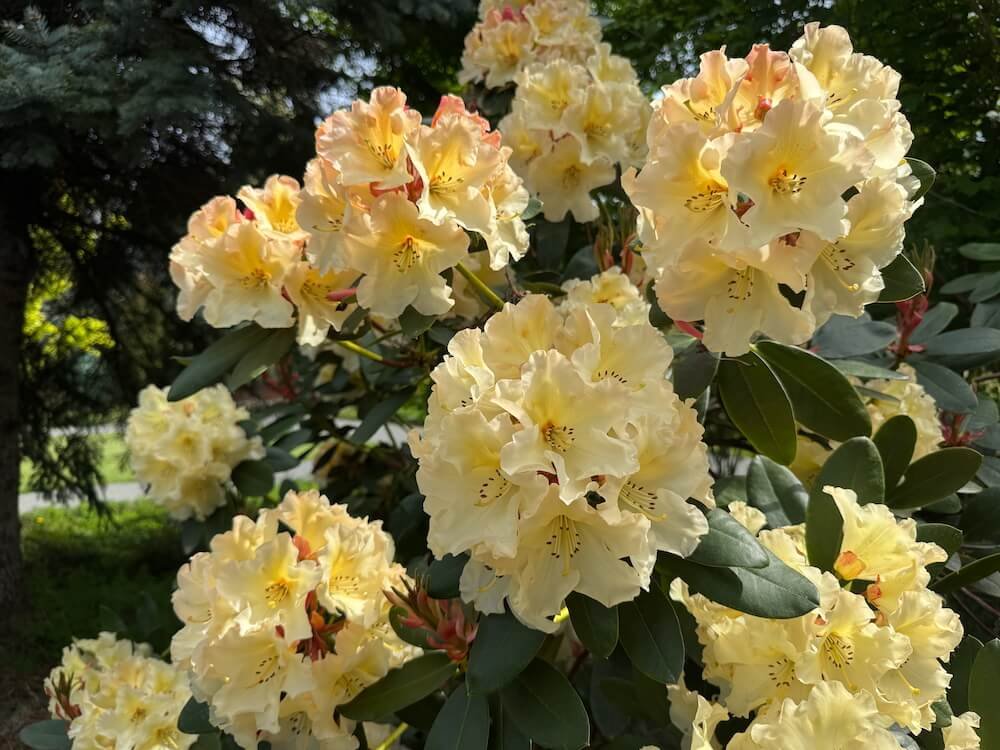 Rhododendron 'Evening Glow' 07.jpeg