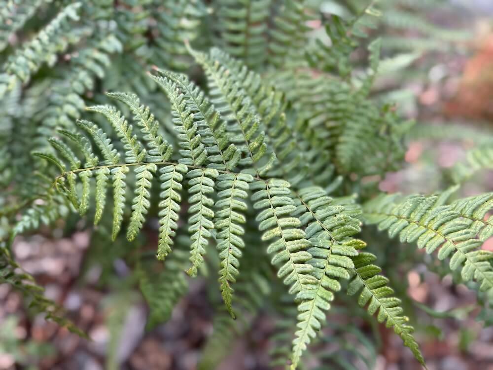 Dryopteris championii 08.jpeg
