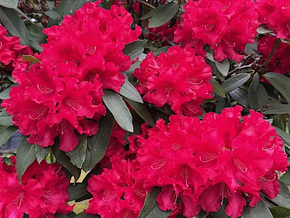 Rhododendron 'America' 01.jpeg