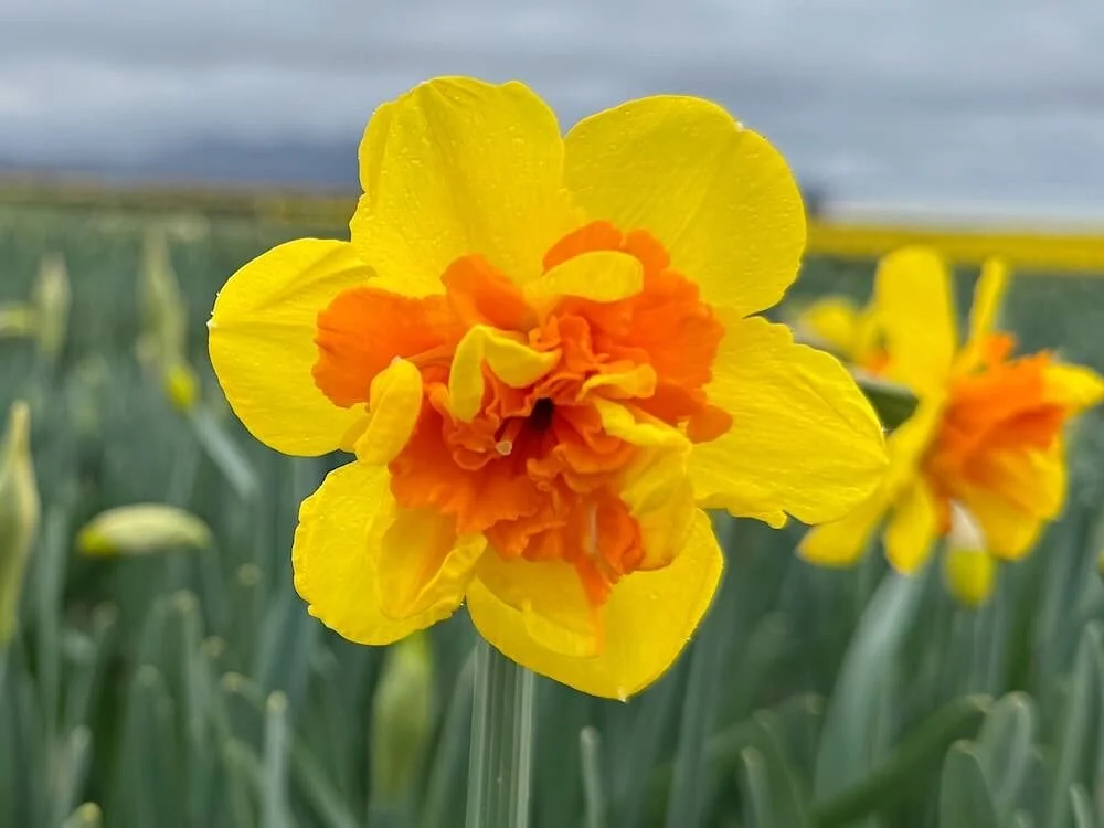 Narcissus 'Le Torch' | Le Torch Daffodil