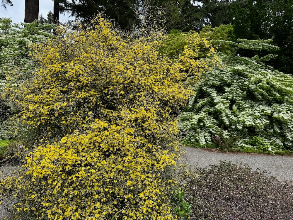 Corokia cotoneaster 03.jpeg