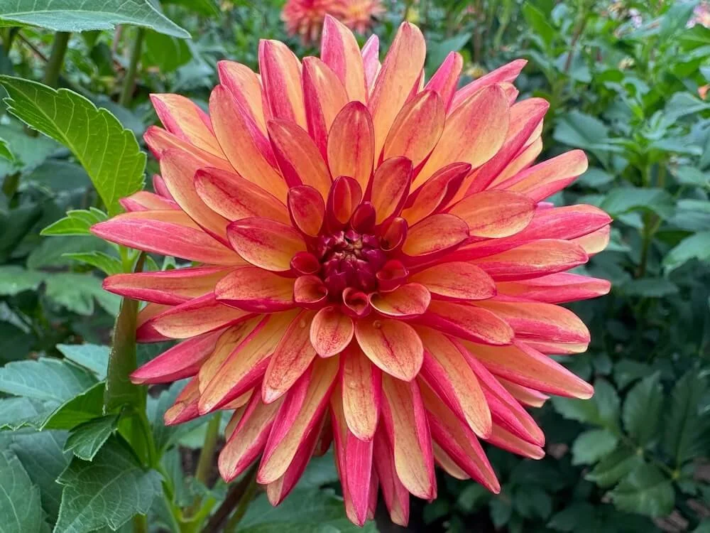 Dahlia 'Crazy Legs' | Crazy Legs Dahlia