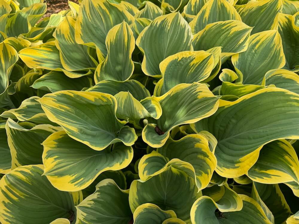 Hosta 'Sagae' | Sagae Hosta