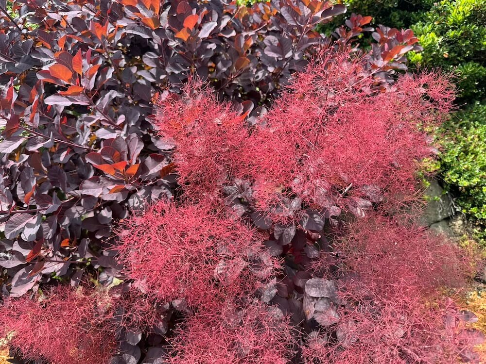 Cotinus coggygria 'Royal Purple' 02.jpeg