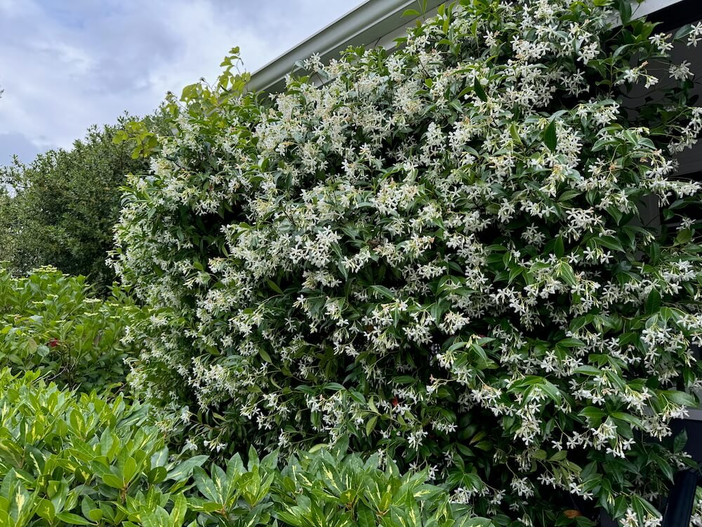 Trachelospermum jasminoides 02.jpeg