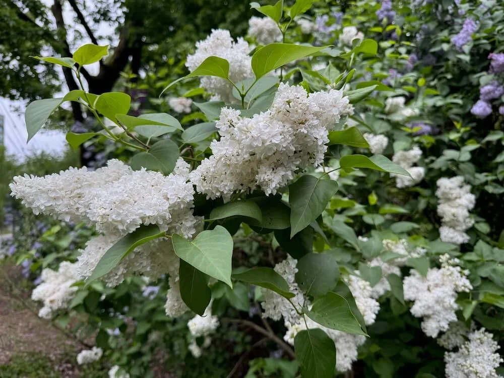 Syringa vulgaris ‘Miss Ellen Willmott’ 03.jpeg