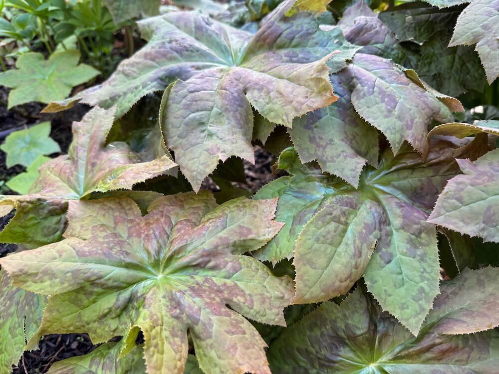 Podophyllum versipelle x delavayi 'Andy Navage' 01.jpeg