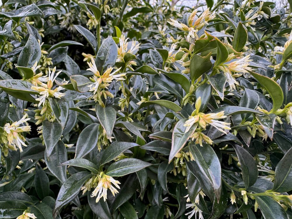 Sarcococca confusa 01.jpeg