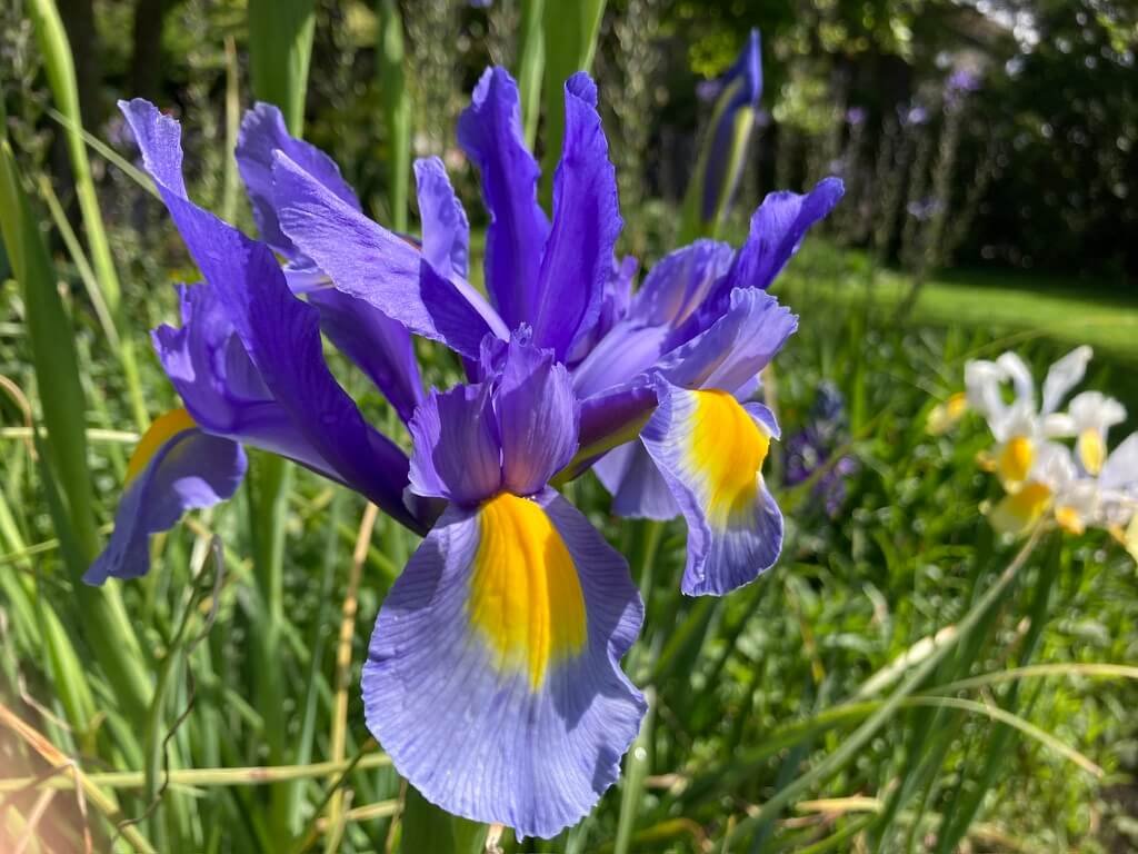 Iris hollandica 'Blue Magic' 01.jpeg