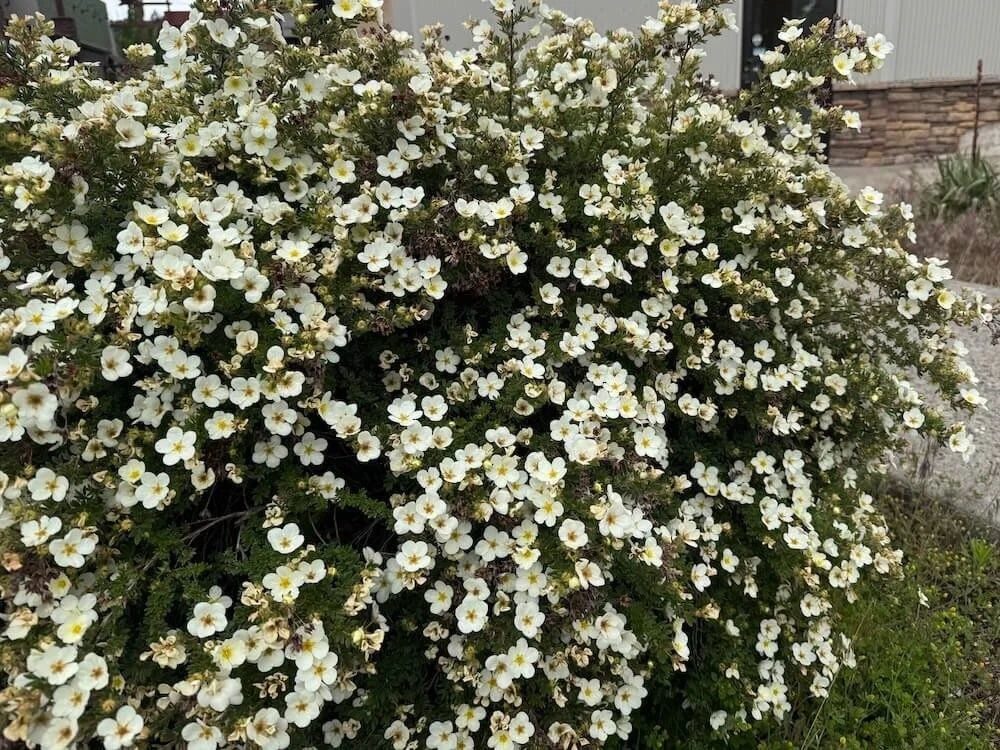 Potentilla fruticosa 'Monsidh' 03.jpeg