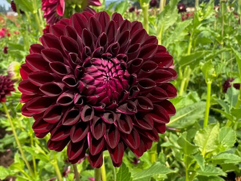 Dahlia 'Nighty Night' 02.jpeg