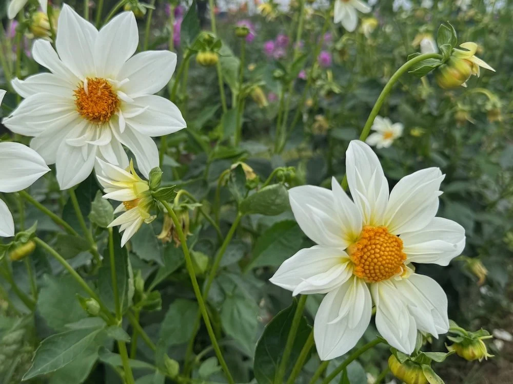 Dahlia 'Darin's Moon' | Darin's Moon Dahlia