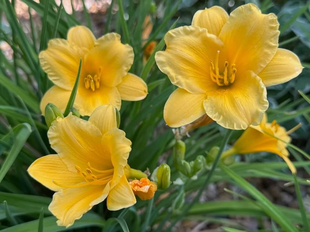 Hemerocallis 'Stella D'Oro' 05.jpeg
