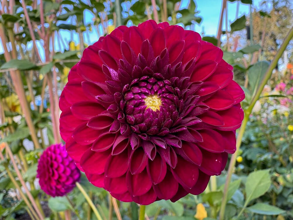 Dahlia 'Saddlerock Tiny Giant' 01.jpeg
