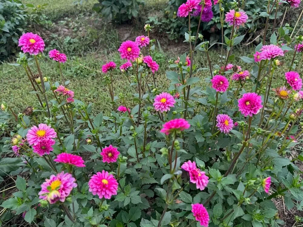 Dahlia 'Elvira' 03.jpeg