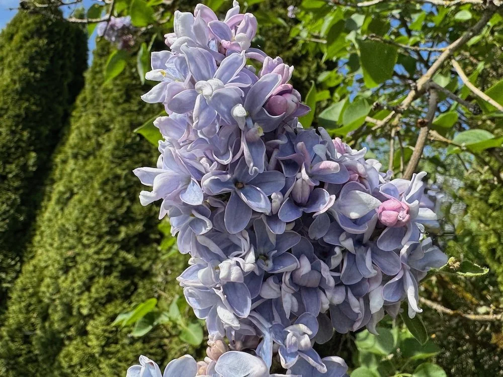 Syringa vulgaris 'Nadezhda' 03.jpeg
