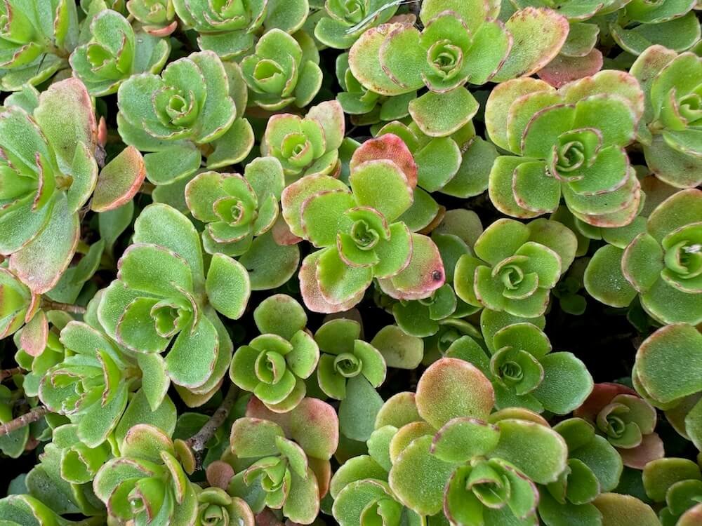 Sedum spurium | Two-Row Stonecrop