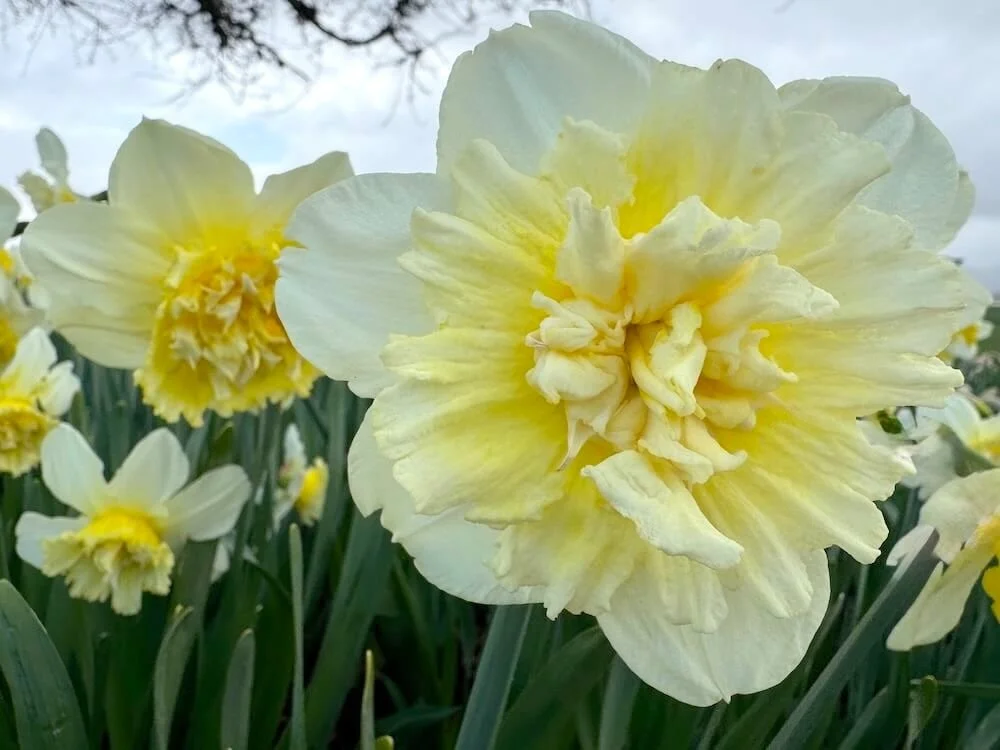 Narcissus 'Ice King' 01.jpeg