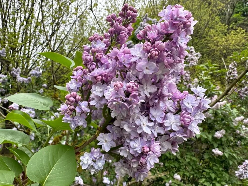 Syringa vulgaris ‘Katherine Havemeyer' 03.jpeg