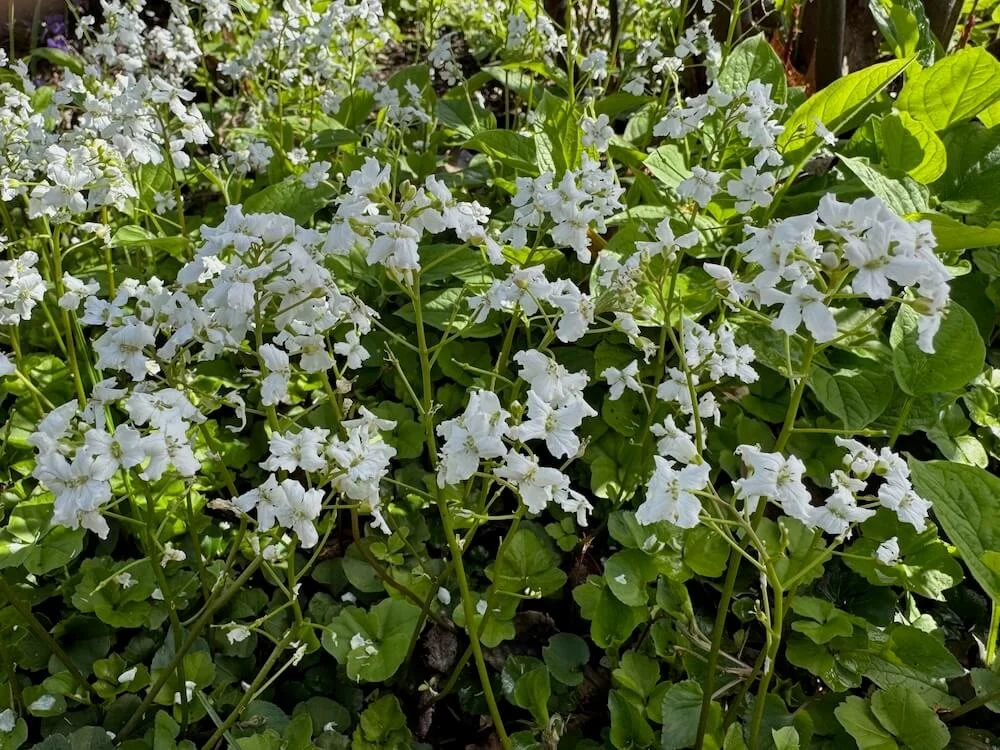 Pachyphragma macrophyllum 03.jpeg