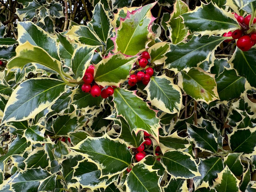 Ilex aquifolium 'Argentea Marginata' 01.jpeg
